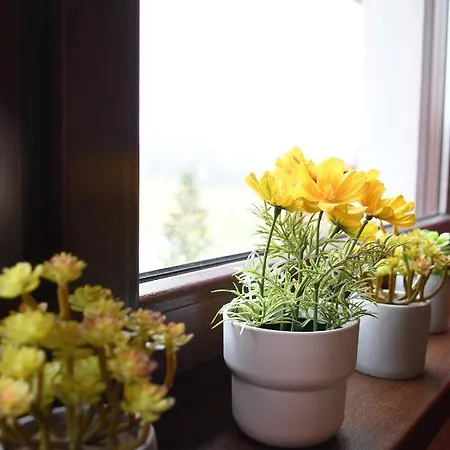 Dream ズラティボール